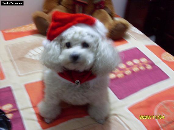 Foto del perro Susy