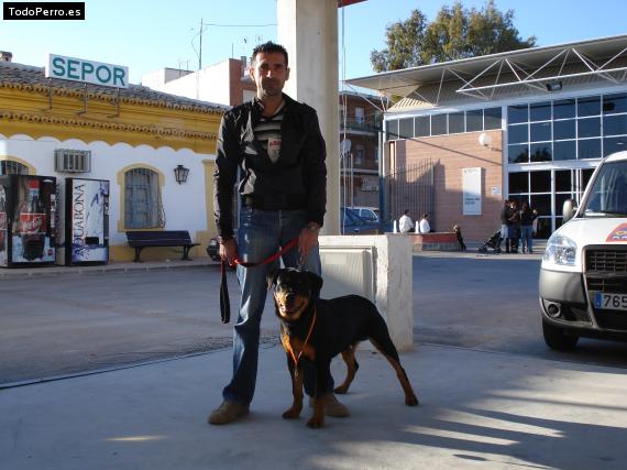 La foto del perro
