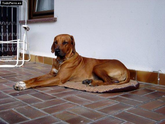 Foto del perro Rocco