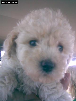 La foto del perro Lucas Foto del perro Lucas