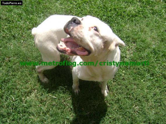 Foto del perro Snouwy