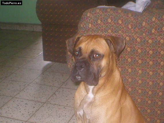 Foto del perro Terry