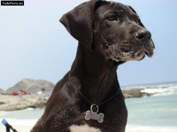 Foto del perro Chuck