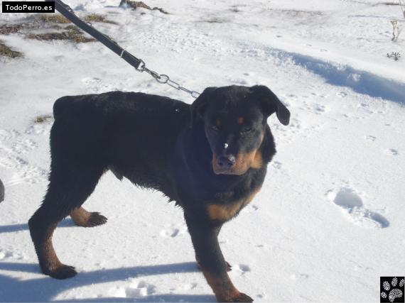 La foto del perro