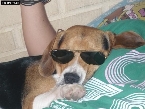 La foto del perro