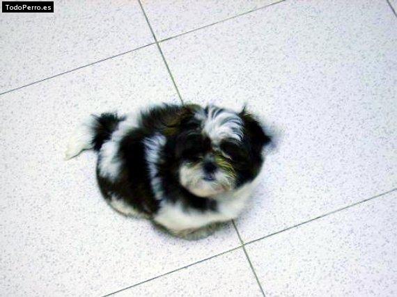 Foto del perro Sue