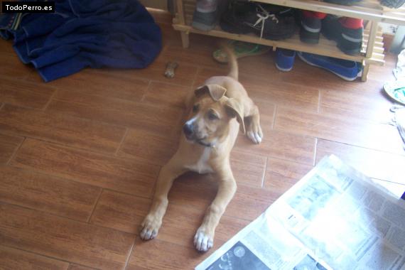 Foto del perro Coco