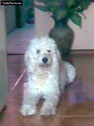 Foto del perro Conan