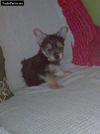 La foto del perro Kora Foto del perro Kora