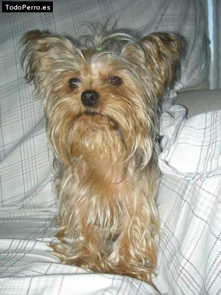 La foto del perro Esquitx Foto del perro Esquitx