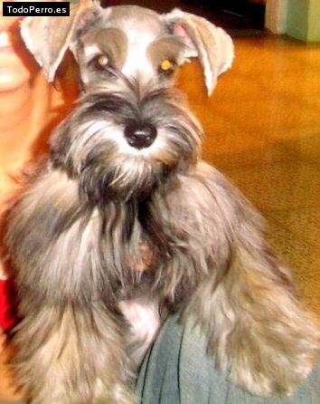 Foto del perro Tamy