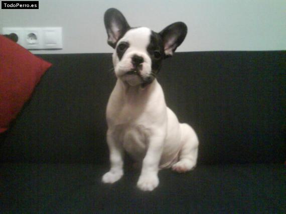 Foto del perro Chavo