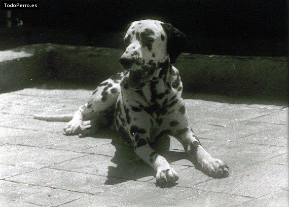Foto del perro Charlie