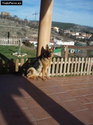 La foto del perro