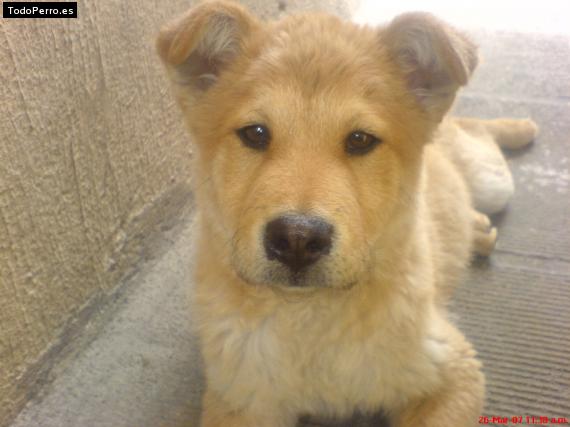 Foto del perro Jepeto