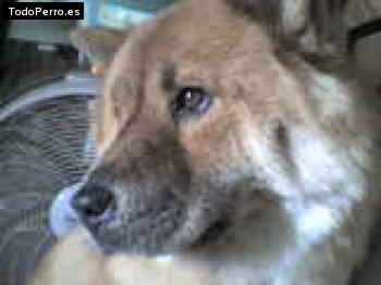 Foto del perro Sharpay