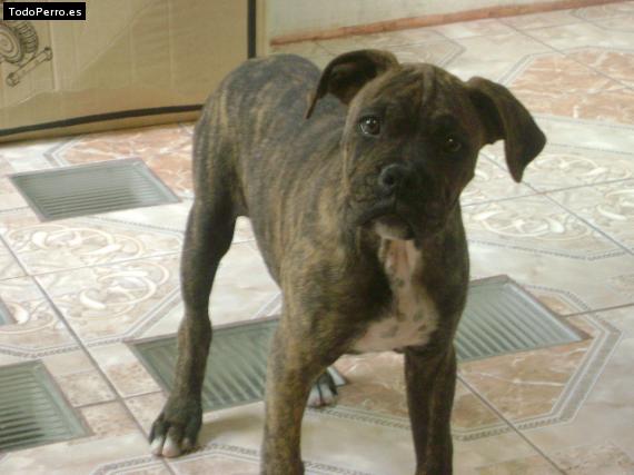 Foto del perro Rocko