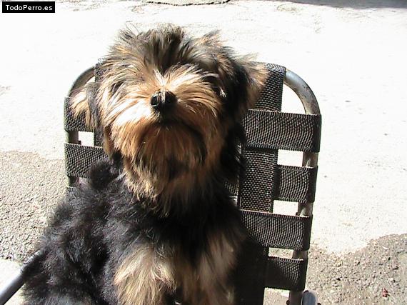 La foto del perro Jared Foto del perro Jared