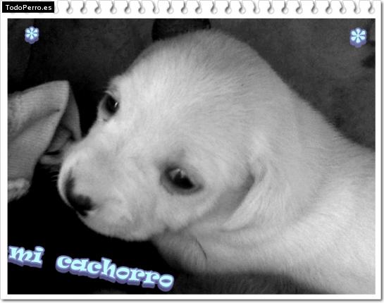 Foto del perro Clovyz