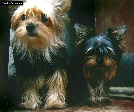 La foto del perro Kelly y lucas Foto del perro Kelly y lucas