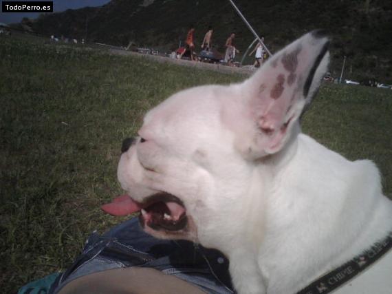 La foto del perro