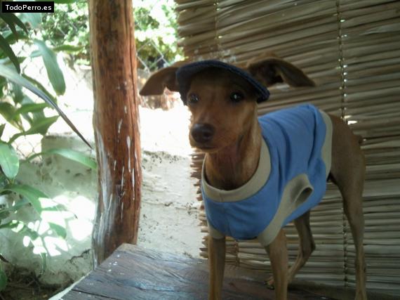 La foto del perro