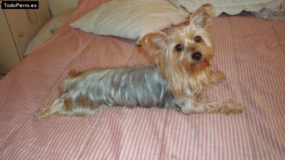 La foto del perro Kyra Foto del perro Kyra