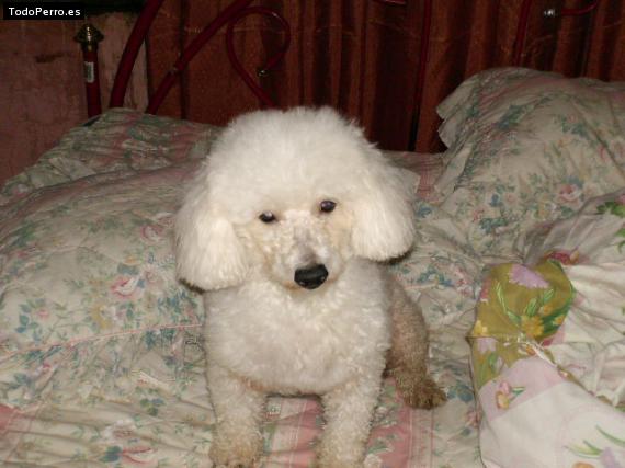Foto del perro Spike