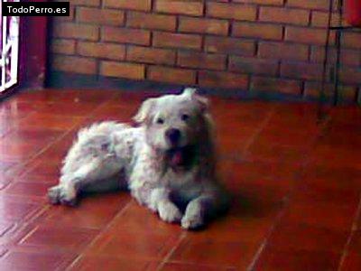 La foto del perro Coqueto Foto del perro Coqueto