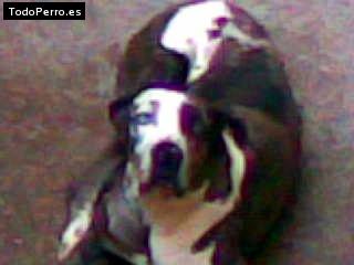 Foto del perro Scooby