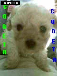 La foto del perro Coketa Foto del perro Coketa