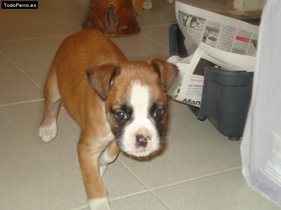 Foto del perro Troy