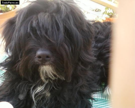 Foto del perro Huala