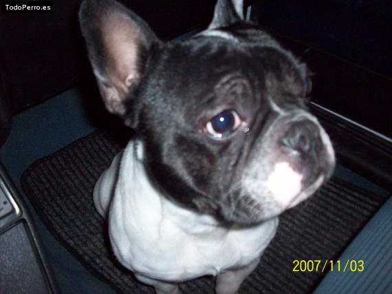 La foto del perro