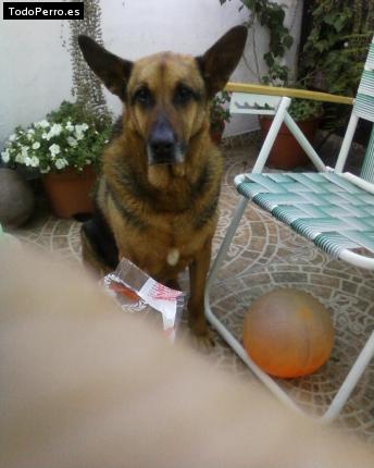 Foto del perro Arnold
