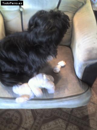 Foto del perro Rosita