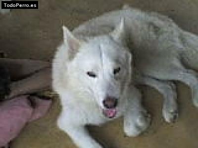 La foto del perro Motas Foto del perro Motas