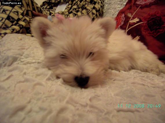 Foto del perro Txika