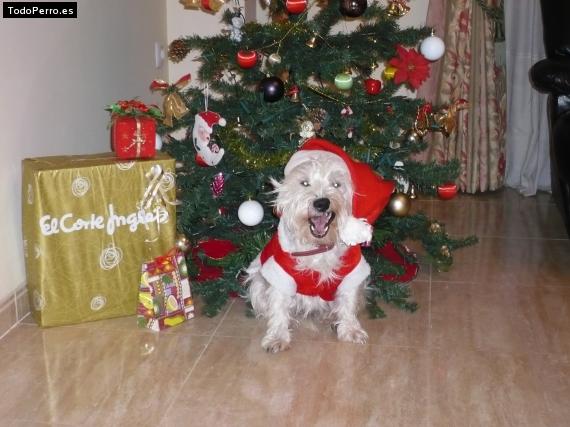 Foto del perro Hani