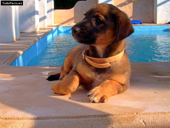 Foto del perro Esparky