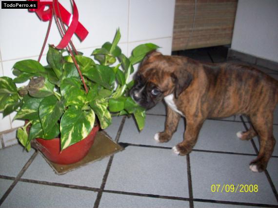 Foto del perro Homero