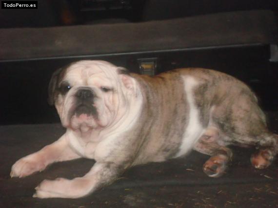 Foto del perro Thug