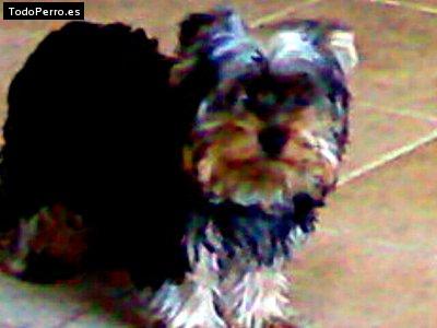 La foto del perro Charlie Foto del perro Charlie