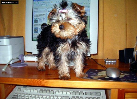 Foto del perro Shakira