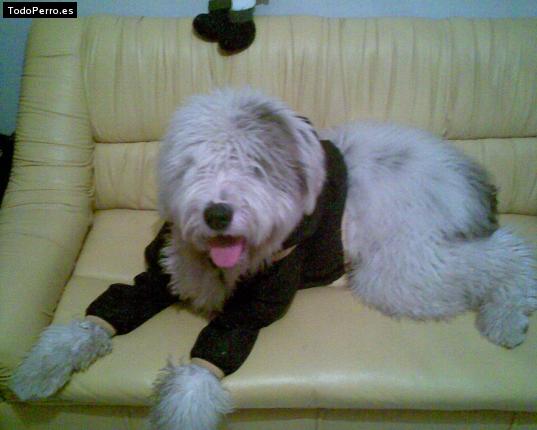 La foto del perro Lenny Foto del perro Lenny