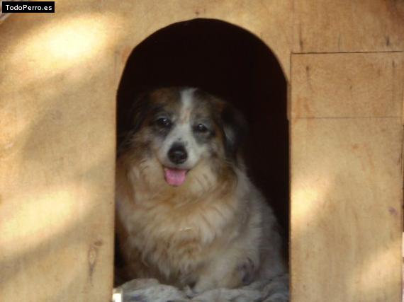 Foto del perro Estrellita