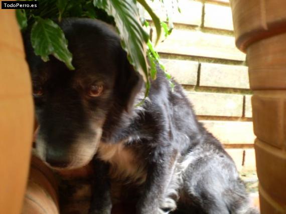 Foto del perro Tyco