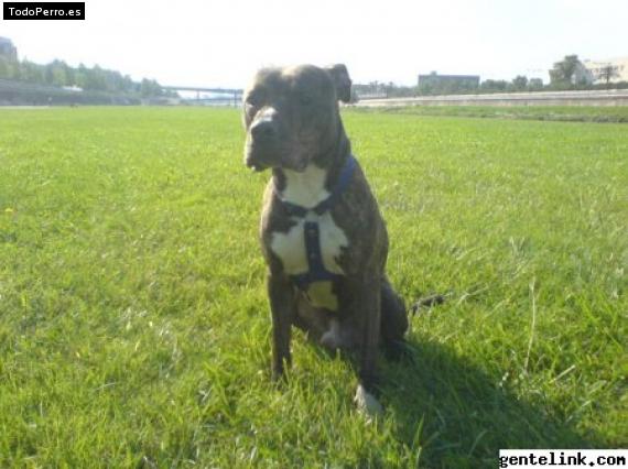 Foto del perro Tiger