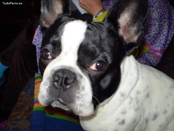 La foto del perro Lukas Foto del perro Lukas