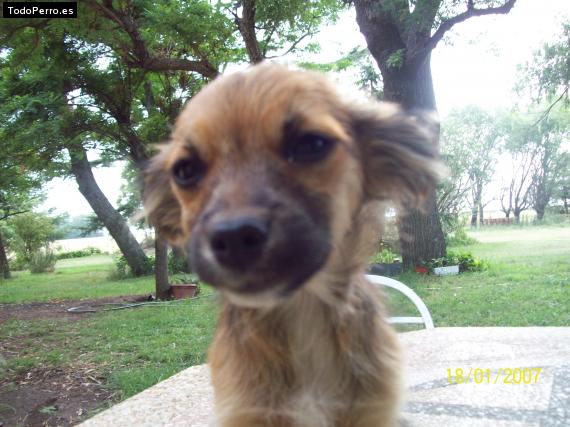 La foto del perro Reyton Foto del perro Reyton